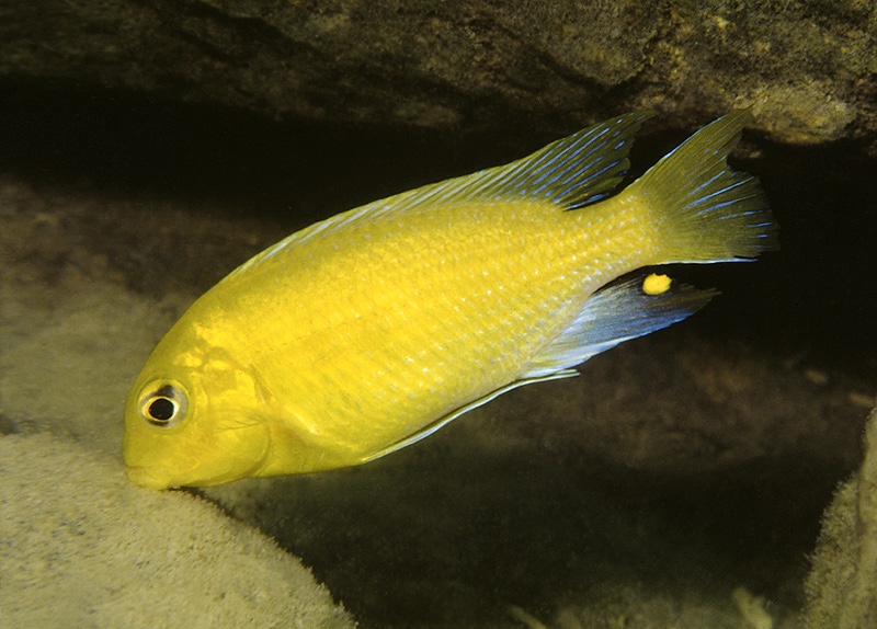 Tropheops macrophthalmus 'Chitande Island'
